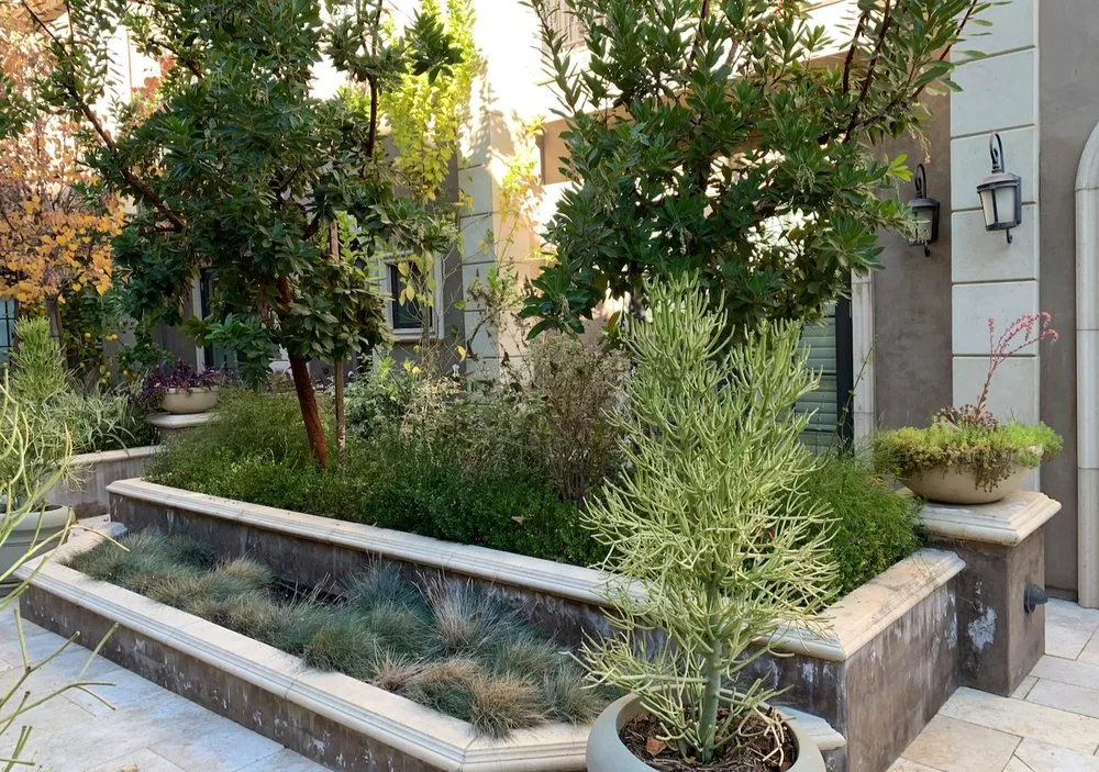 Expert lawn care service for year-round maintenance across Pasadena, CA - Califia Ecodesigns