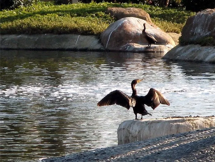 Expert yard maintenance in Los Angeles, CA - California Artscaping and Design