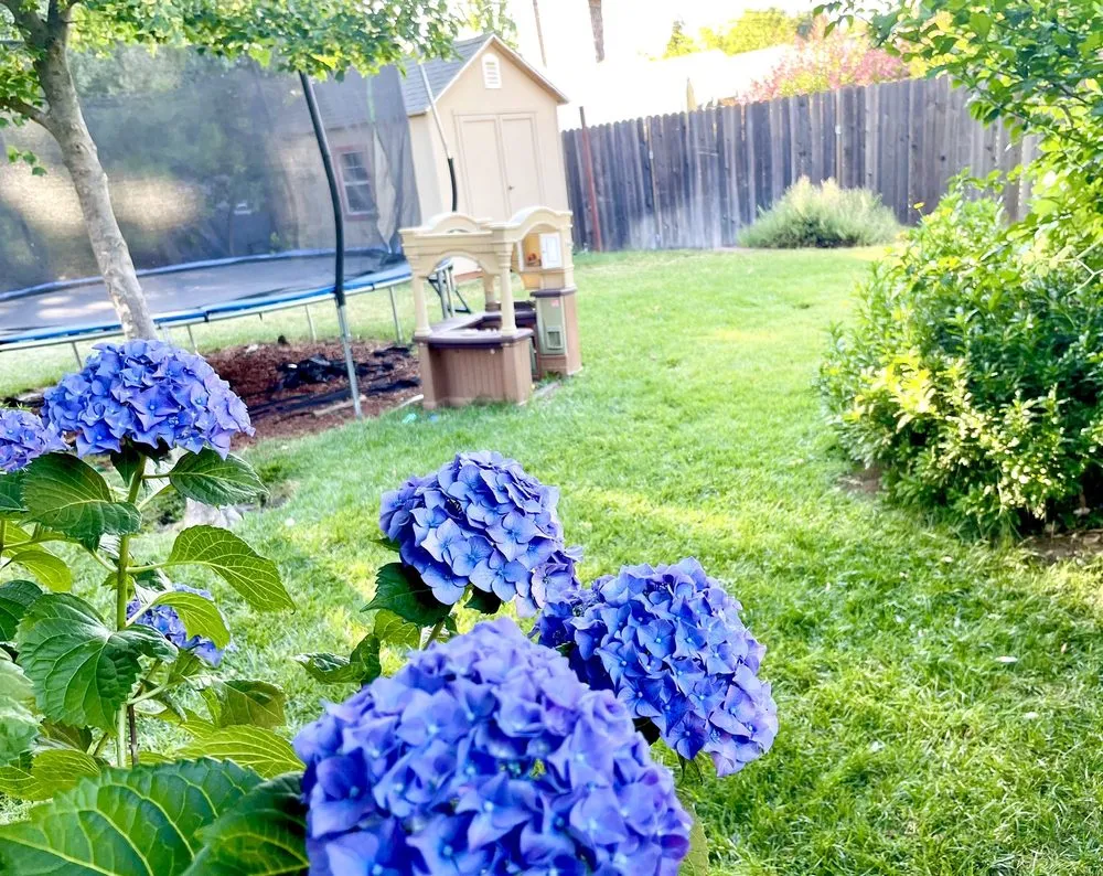 Trusted yard maintenance experts serving Sacramento, CA - California Backyard Solutions