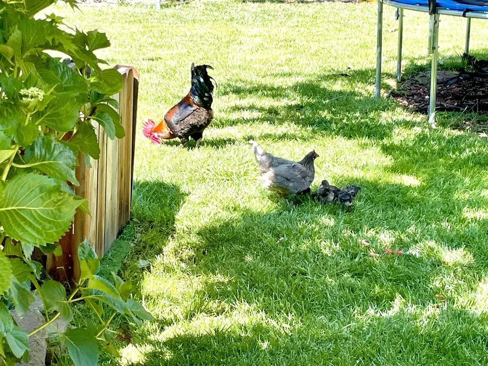 Trusted garden landscaping in Sacramento, CA by California Backyard Solutions