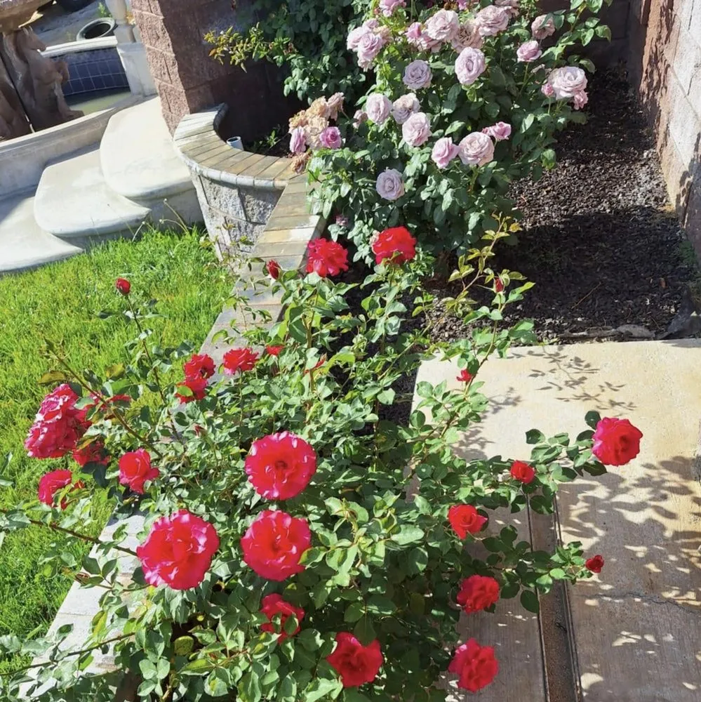 Trusted lawn care service for residential properties across Nuevo, CA - California Dream Scape