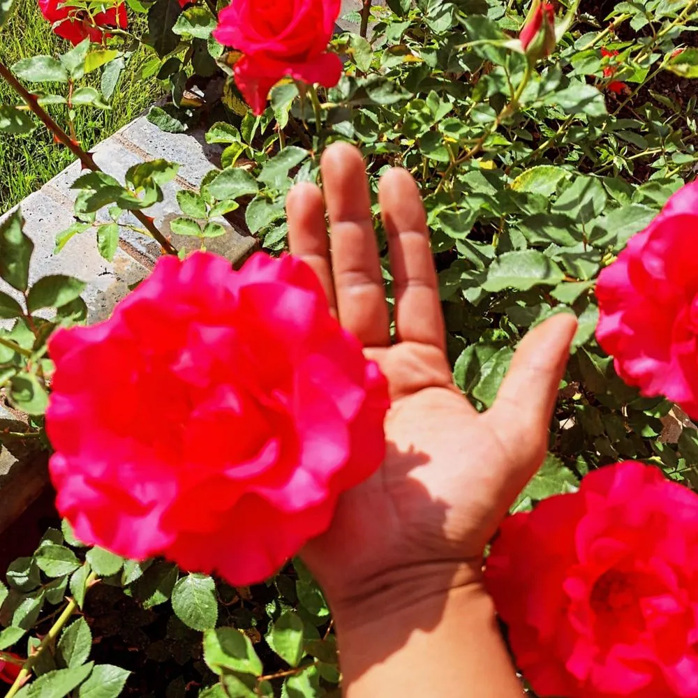 Expert yard cleanup service in Nuevo, CA by California Dream Scape