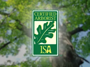 Affordable landscaping services in Los Angeles, CA - California Ecology Arborists