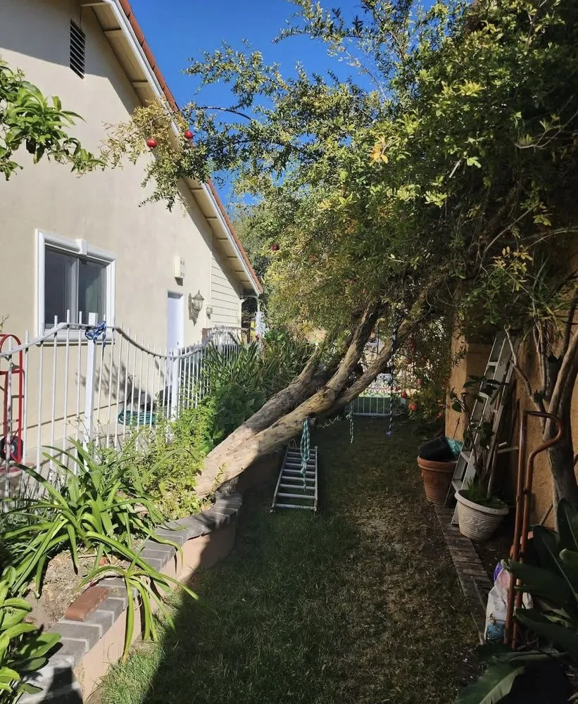 Custom lawn care service in Los Angeles, CA - California Ecology Arborists