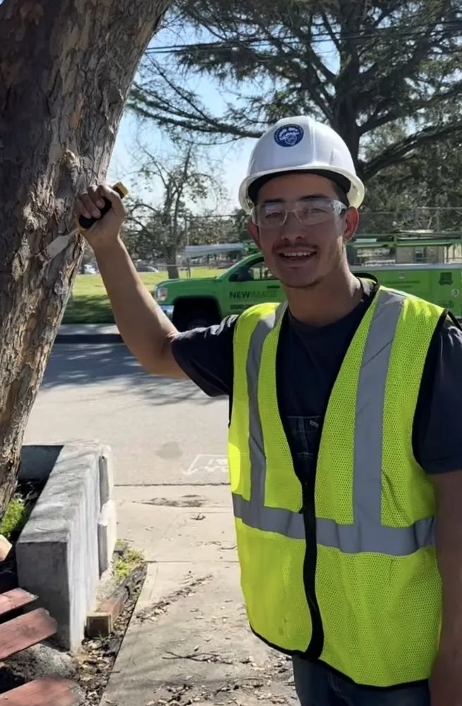 Professional lawn care service in Los Angeles, CA by California Ecology Arborists