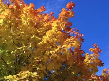 Professional yard cleanup service for outdoor upgrades in Los Angeles, CA by California Ecology Arborists