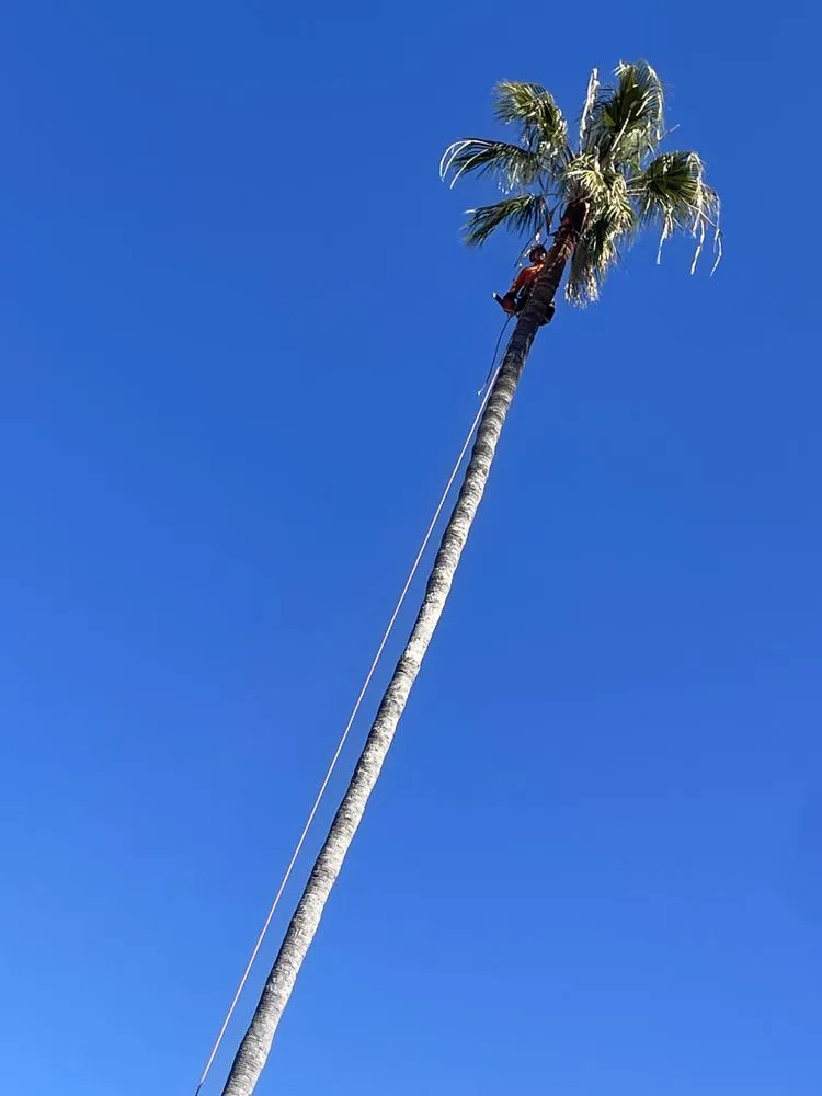 Expert outdoor landscaping experts serving Los Angeles, CA - California Elite Tree Services & Maintenance