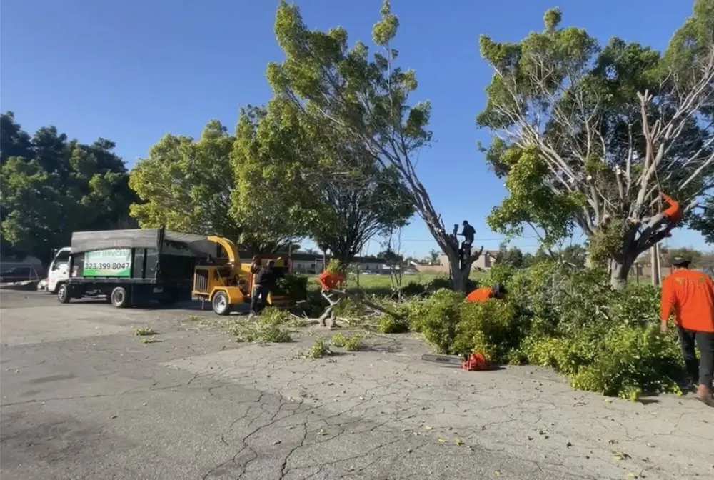 Affordable garden landscaping experts serving Los Angeles, CA - California Elite Tree Services & Maintenance