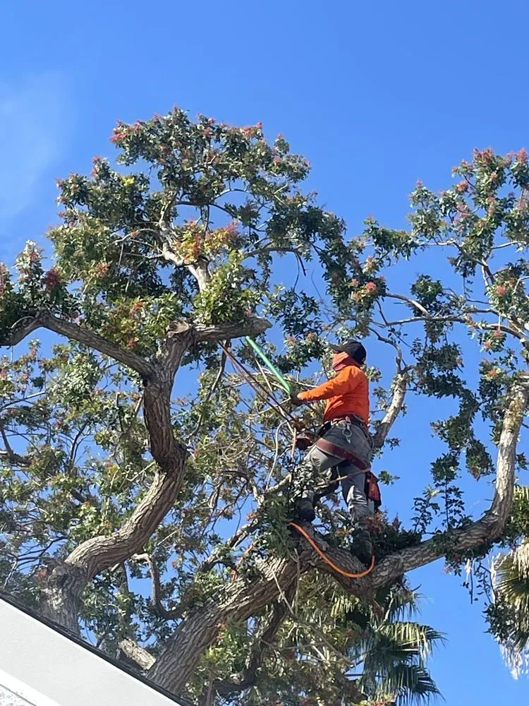 Expert yard cleanup service for residential properties across Los Angeles, CA - California Elite Tree Services & Maintenance