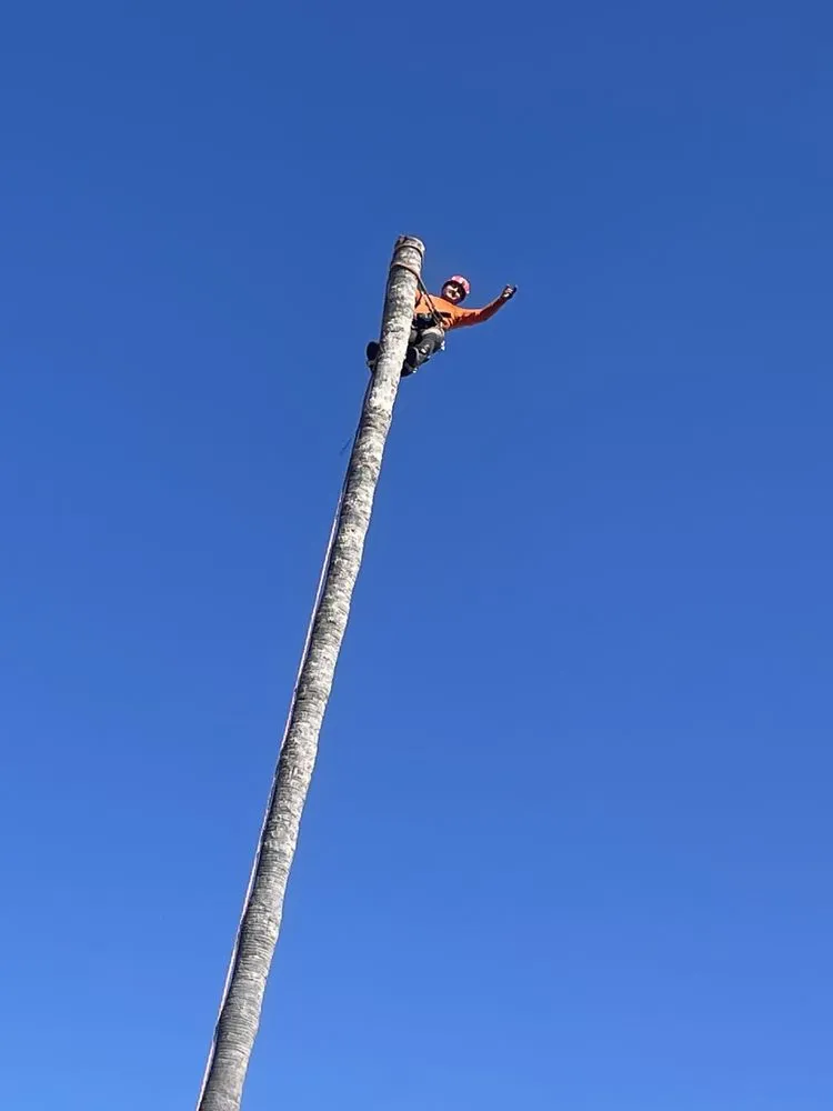 Local landscape design in Los Angeles, CA - California Elite Tree Services & Maintenance