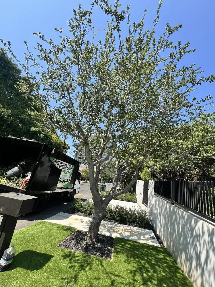 Top-rated lawn care service in Los Angeles, CA by California Elite Tree Services & Maintenance