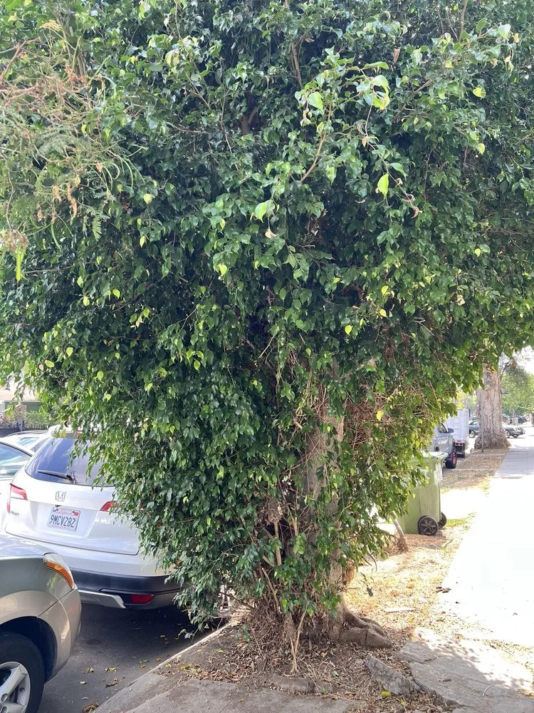 Affordable residential landscaping experts serving Los Angeles, CA - California Elite Tree Services & Maintenance