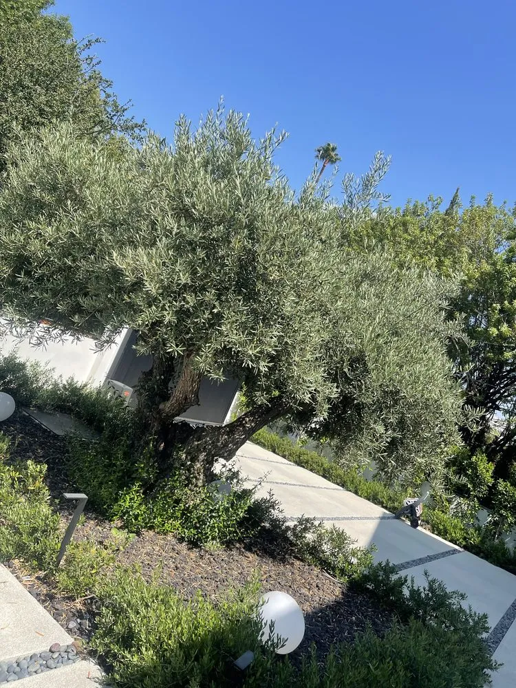 Trusted outdoor landscaping in Los Angeles, CA - California Elite Tree Services & Maintenance