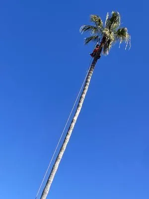 California Elite Tree Services & Maintenance Logo