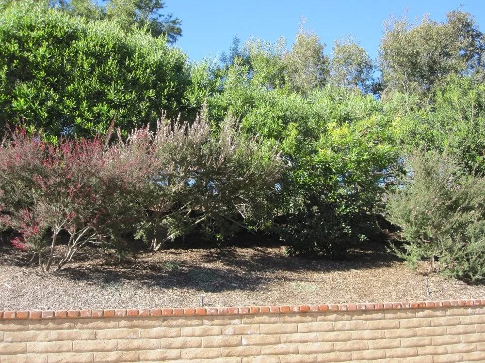 Reliable yard cleanup service with custom design across El Cajon, CA - California Exteriors Landscape and Tree Service