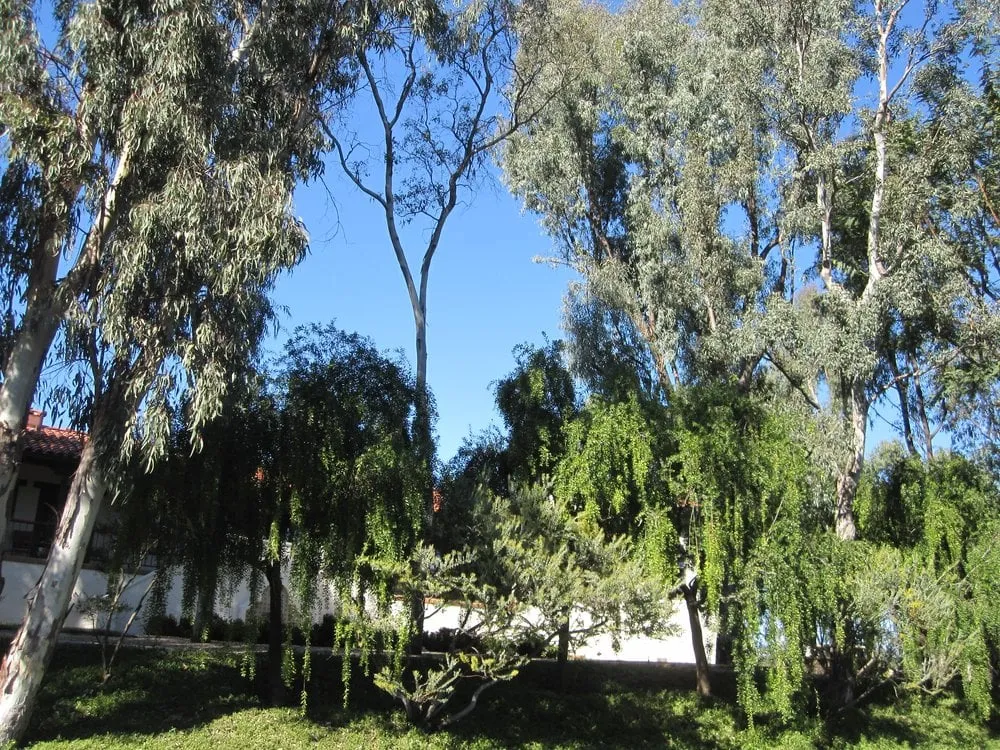 Local outdoor landscaping for beautiful yards in El Cajon, CA by California Exteriors Landscape and Tree Service