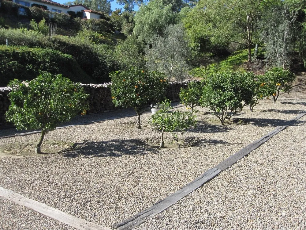 Expert yard maintenance in El Cajon, CA - California Exteriors Landscape and Tree Service