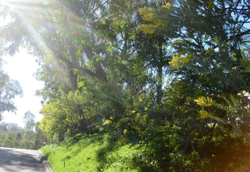 Reliable lawn mowing service for year-round maintenance in El Cajon, CA by California Exteriors Landscape and Tree Service