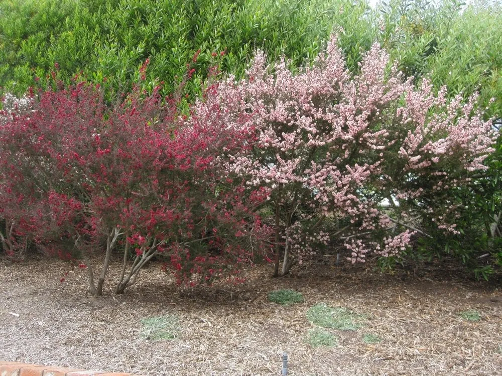 Local landscape design in El Cajon, CA - California Exteriors Landscape and Tree Service