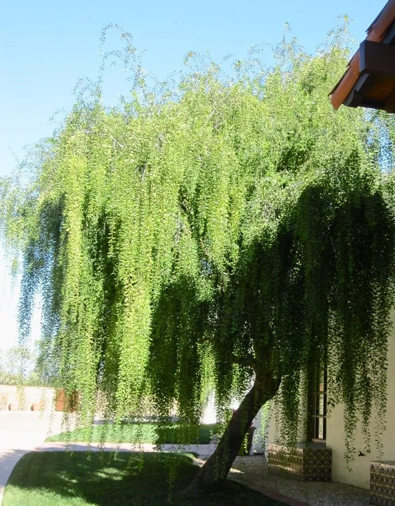 Local landscaping services in El Cajon, CA by California Exteriors Landscape and Tree Service