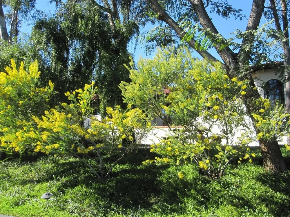 Affordable landscape installation for year-round maintenance in El Cajon, CA by California Exteriors Landscape and Tree Service