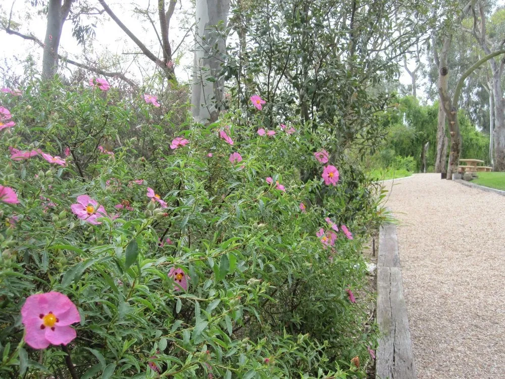 Affordable yard maintenance in El Cajon, CA by California Exteriors Landscape and Tree Service