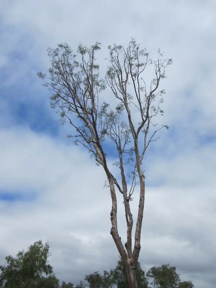 Custom lawn mowing service in El Cajon, CA - California Exteriors Landscape and Tree Service