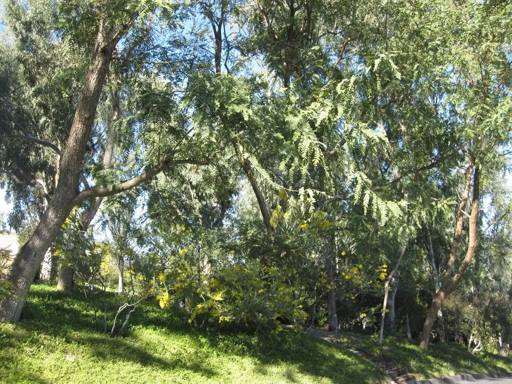 Local yard maintenance for year-round maintenance across El Cajon, CA - California Exteriors Landscape and Tree Service