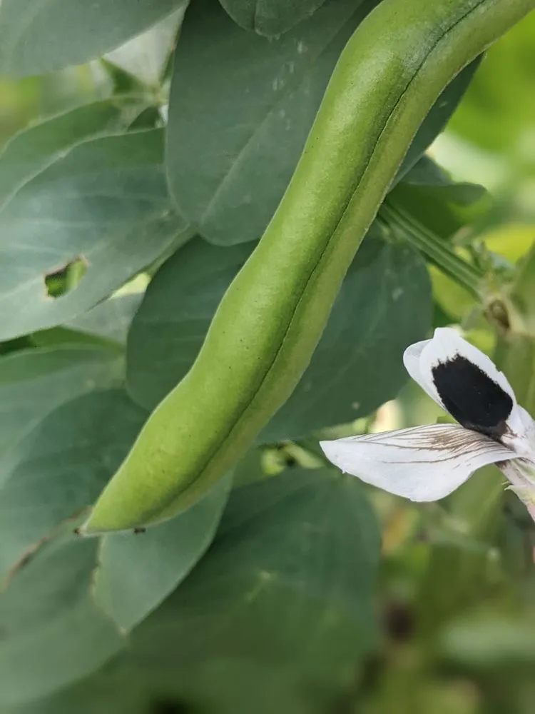 Custom garden landscaping near you in San Diego, CA by California Farm and Garden