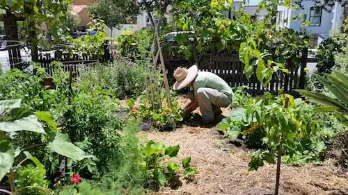 Trusted residential landscaping for year-round maintenance across San Diego, CA - California Farm and Garden