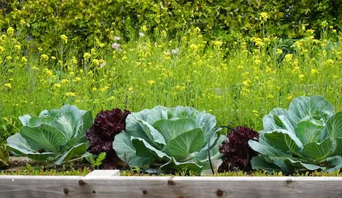 Top-rated lawn care service for year-round maintenance in San Diego, CA by California Farm and Garden