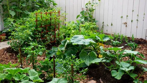 Trusted lawn mowing service in San Diego, CA by California Farm and Garden