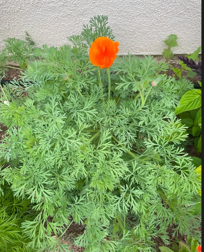 Local garden landscaping in San Diego, CA - California Farm and Garden