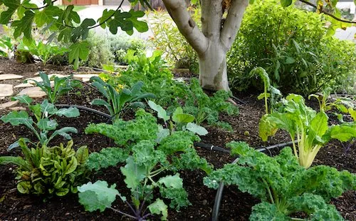 Local garden landscaping for year-round maintenance across San Diego, CA - California Farm and Garden