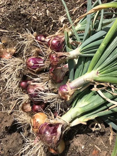 Top-rated lawn care service for residential properties in San Diego, CA by California Farm and Garden