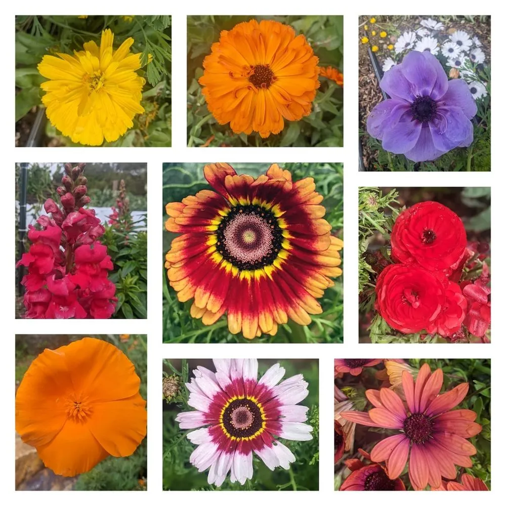 Trusted landscape design for homes in San Diego, CA by California Farm and Garden