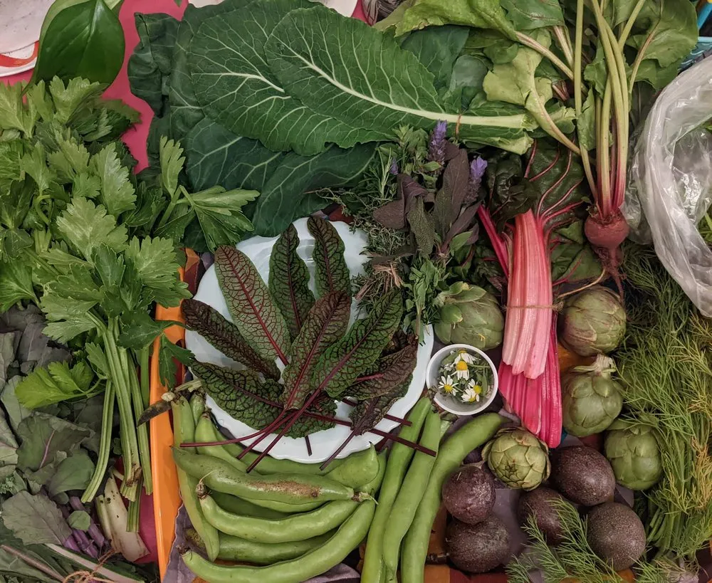 Expert lawn mowing service near you across San Diego, CA - California Farm and Garden