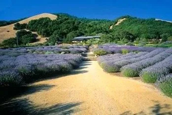 Custom landscape design in Petaluma, CA - California Farmscapes