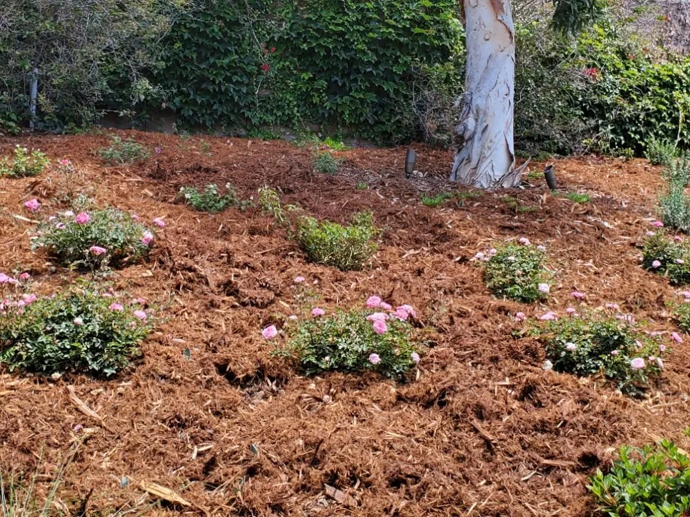 Reliable yard cleanup service for homes across Orange, CA - California Green Irrigation and Landscape