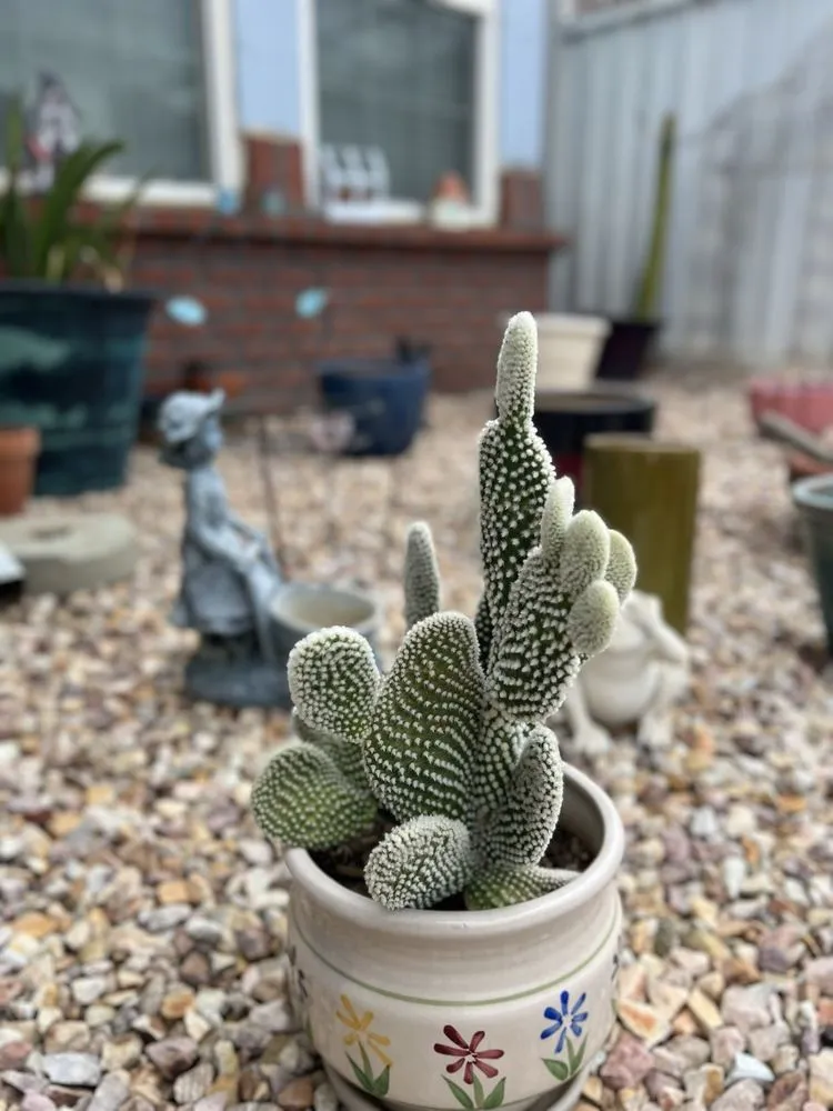 Affordable yard maintenance experts serving Bakersfield, CA - California Green Landscape