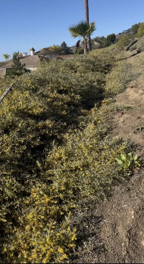 Custom residential landscaping experts serving San Juan Capistrano, CA - California Greenscapes