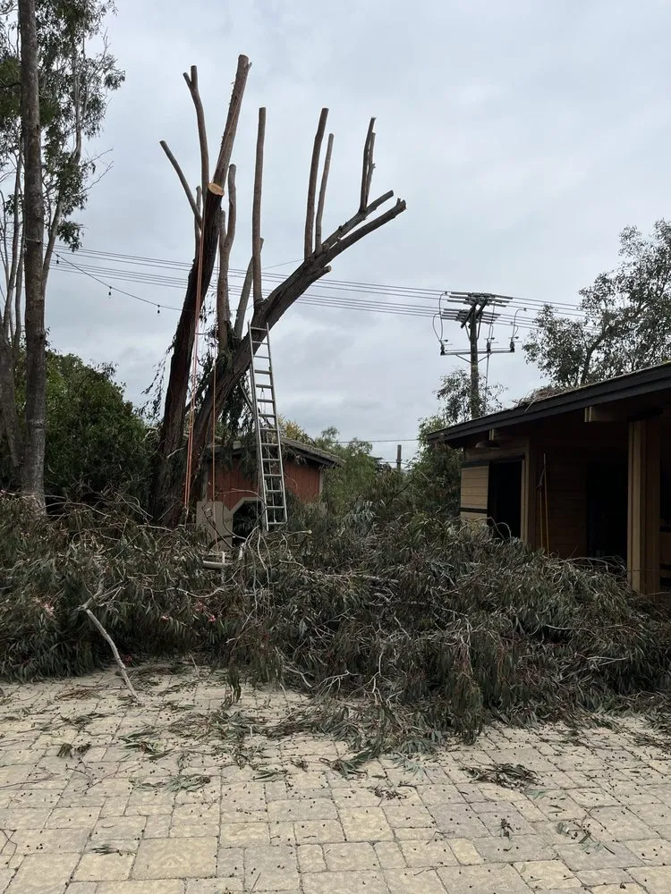 Expert yard cleanup service for beautiful yards in San Juan Capistrano, CA by California Greenscapes