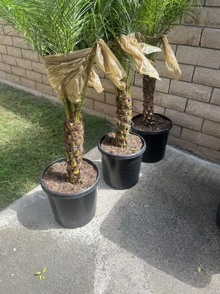 Reliable landscape installation in San Juan Capistrano, CA by California Greenscapes