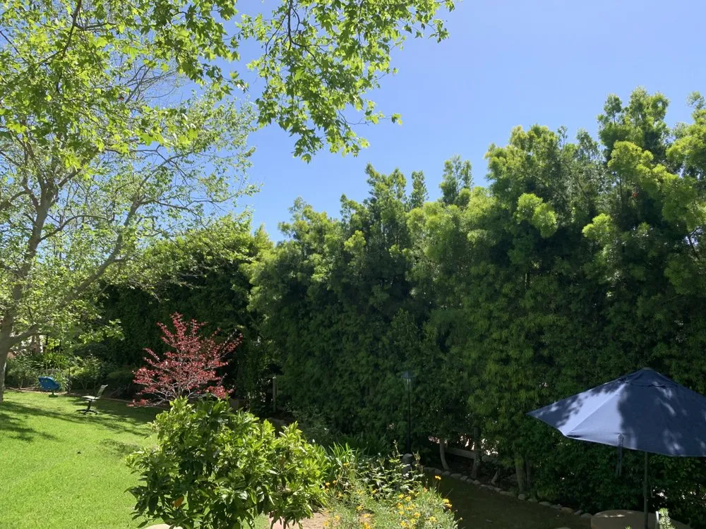 Reliable yard cleanup service experts serving Fillmore, CA - California Land Care