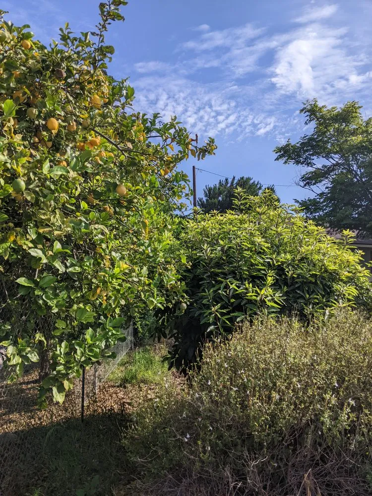 Affordable outdoor landscaping with custom design in Fillmore, CA by California Land Care