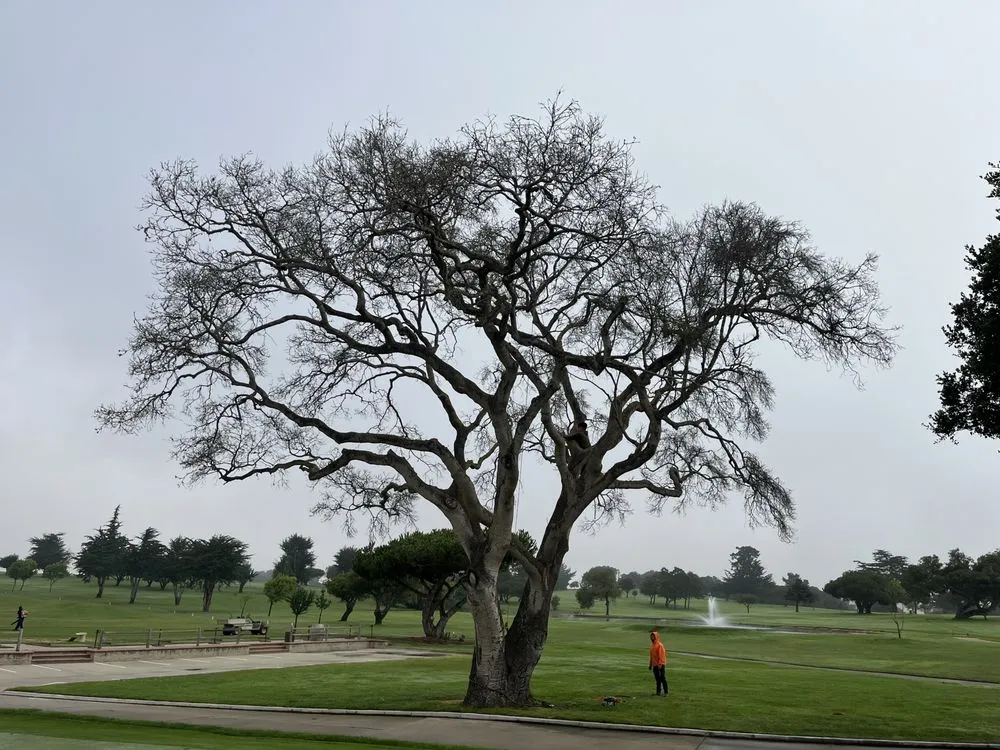 Professional landscape installation for outdoor upgrades across Salinas, CA - California Landscape & Tree Pros