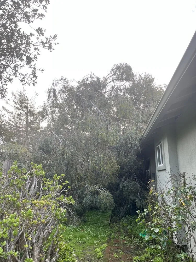 Affordable residential landscaping in Salinas, CA by California Landscape & Tree Pros