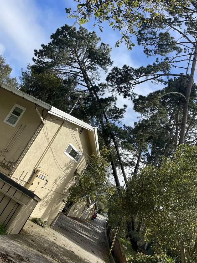 Professional yard cleanup service near you across Salinas, CA - California Landscape & Tree Pros