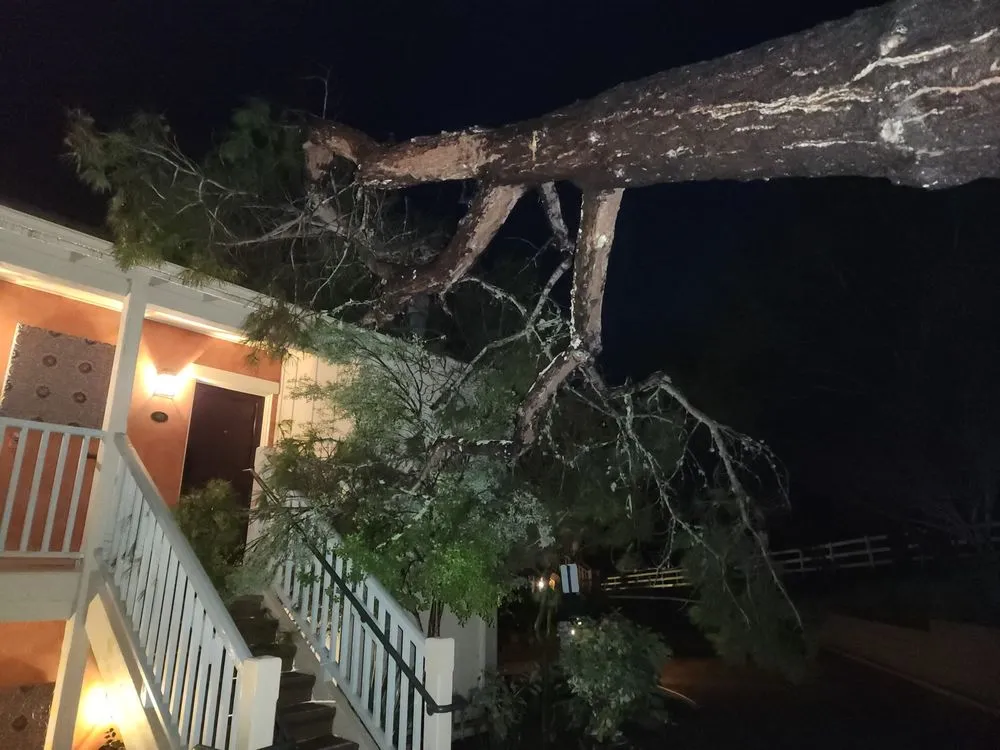 Custom yard cleanup service for year-round maintenance in Salinas, CA by California Landscape & Tree Pros