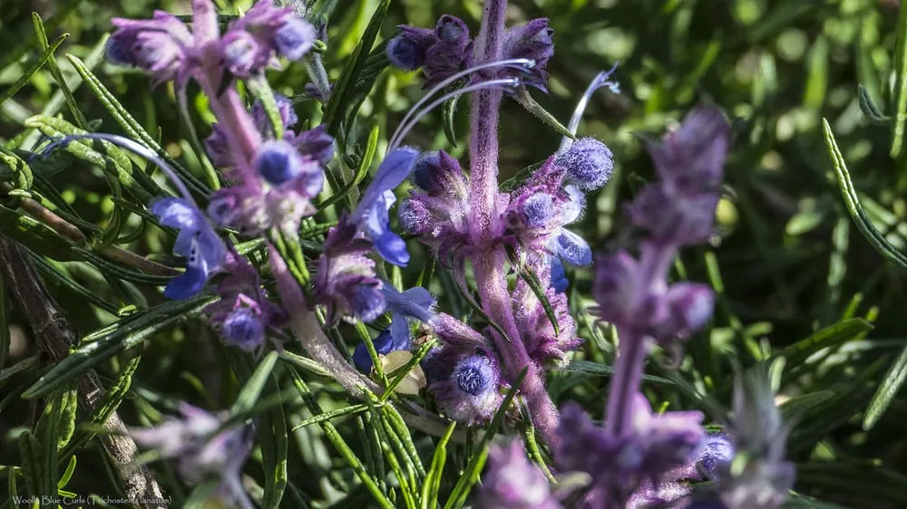 Affordable residential landscaping for residential properties across San Jose, CA - California Nativescapes